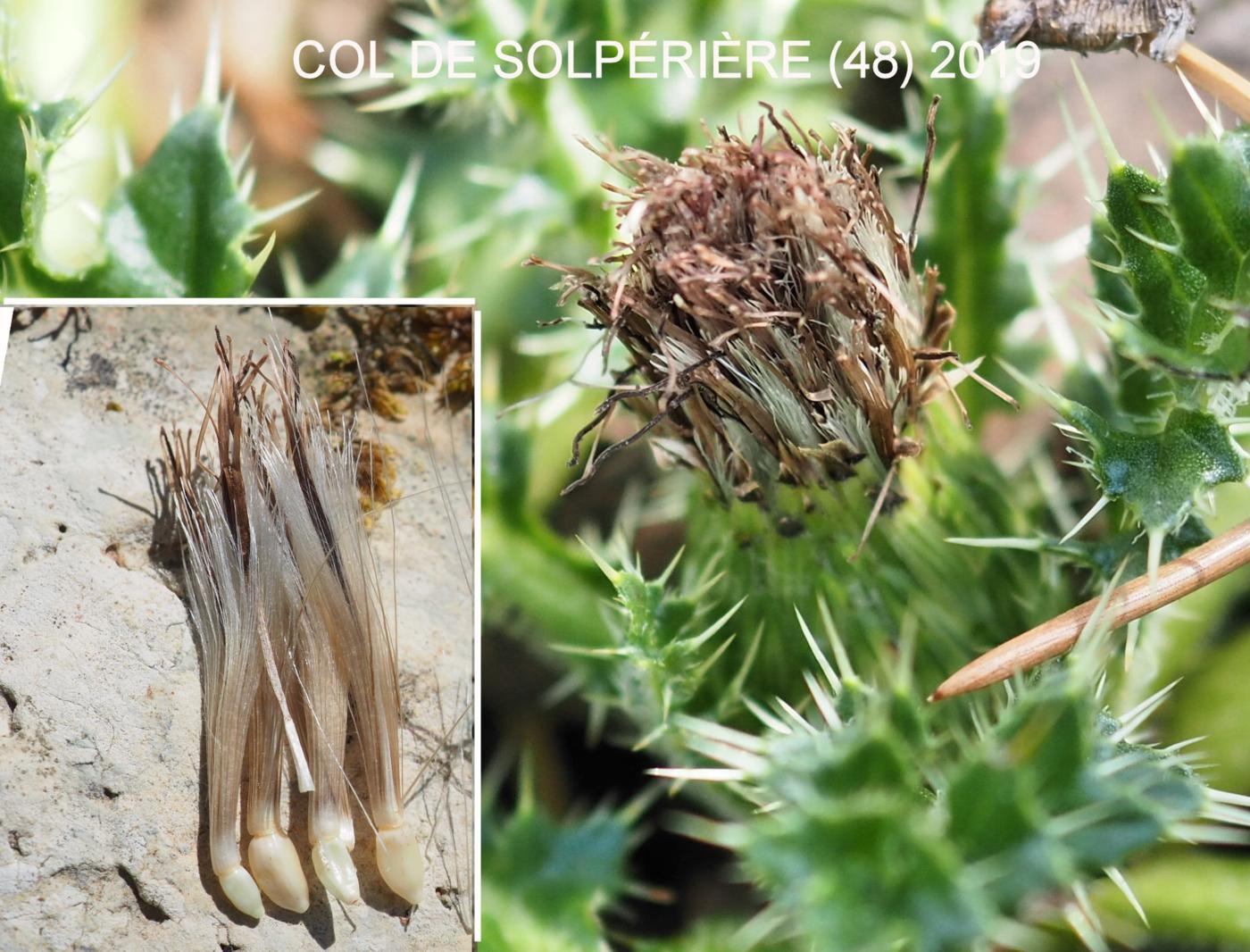 Thistle, Stemless fruit